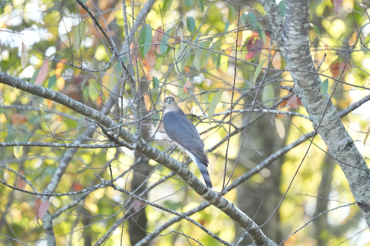 Sharp-shinned Hawk - ML610795635