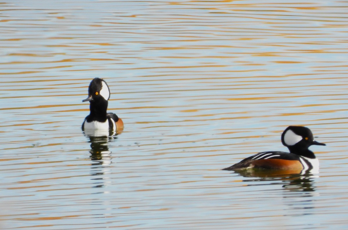 Hooded Merganser - ML610795639