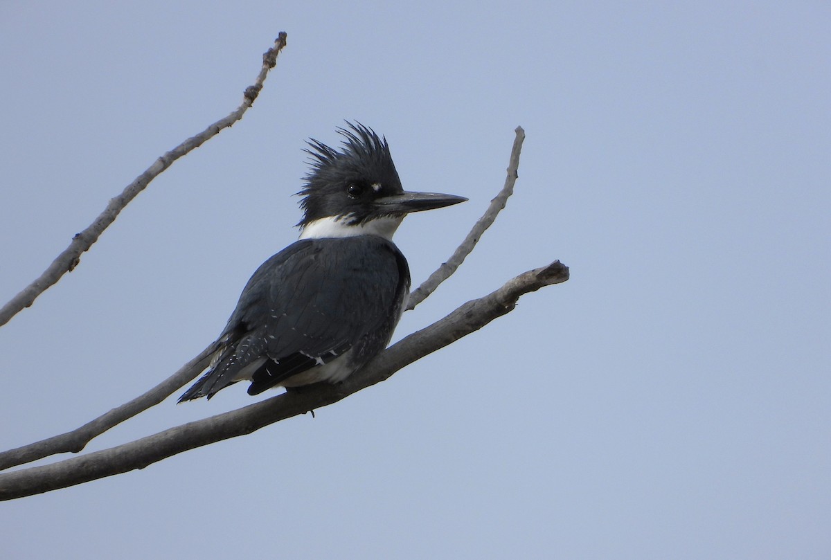 Belted Kingfisher - ML610795664