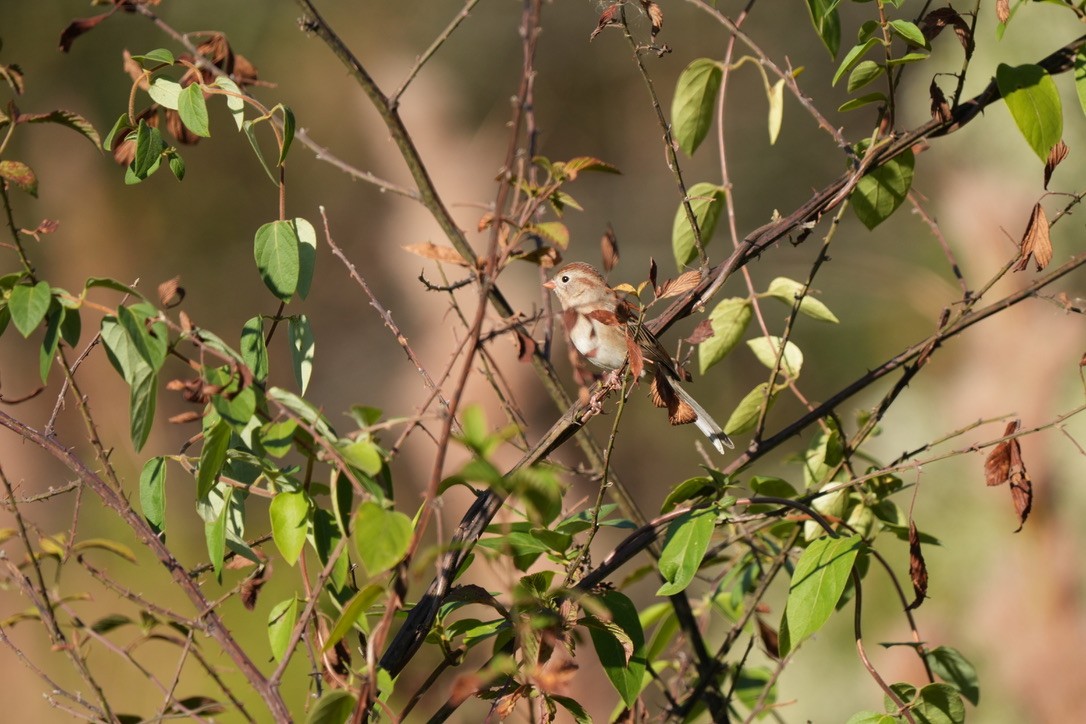 Field Sparrow - ML610795673