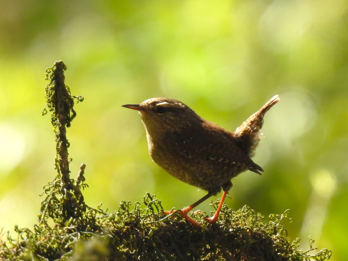 Winter Wren - ML610795684