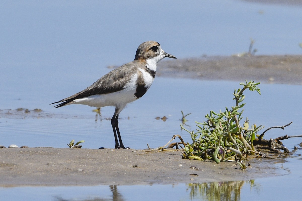 Two-banded Plover - ML610795961