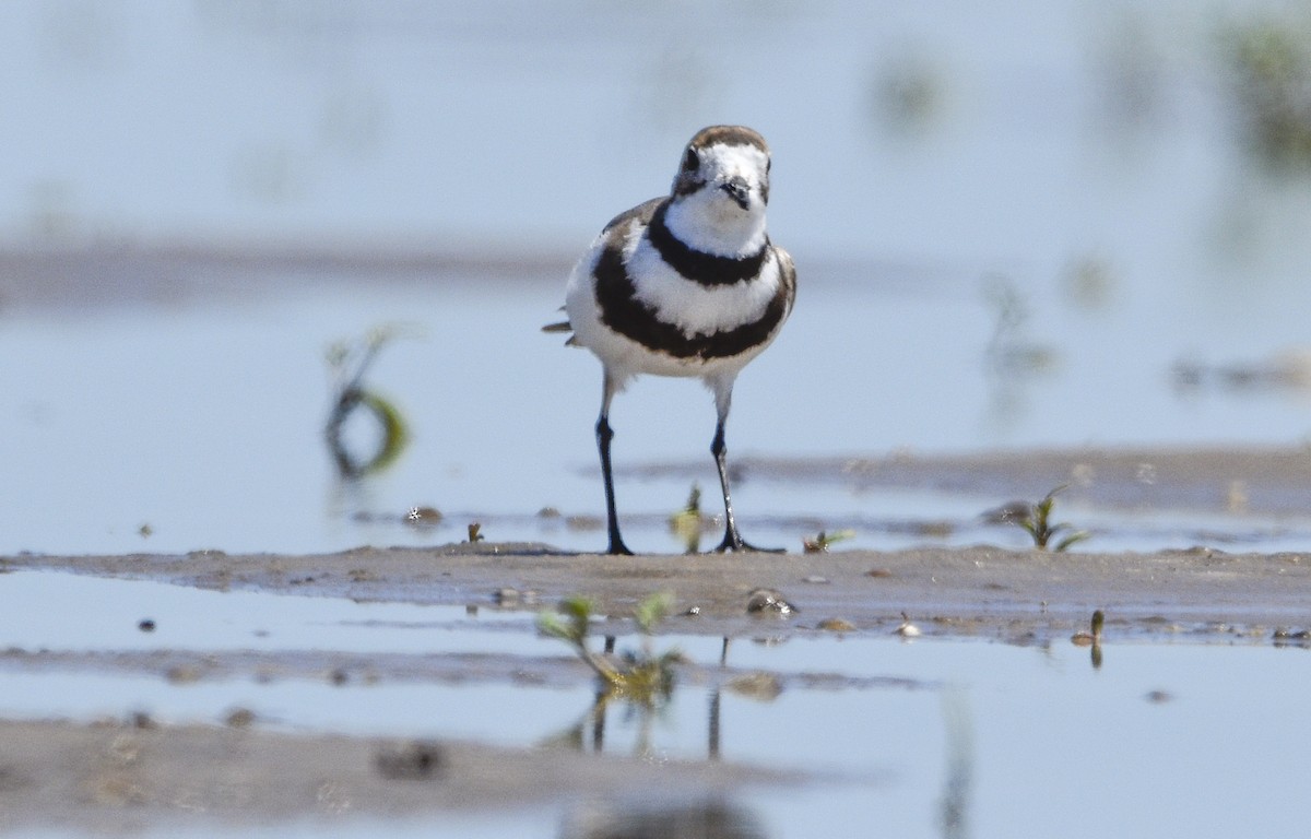 Two-banded Plover - ML610795962