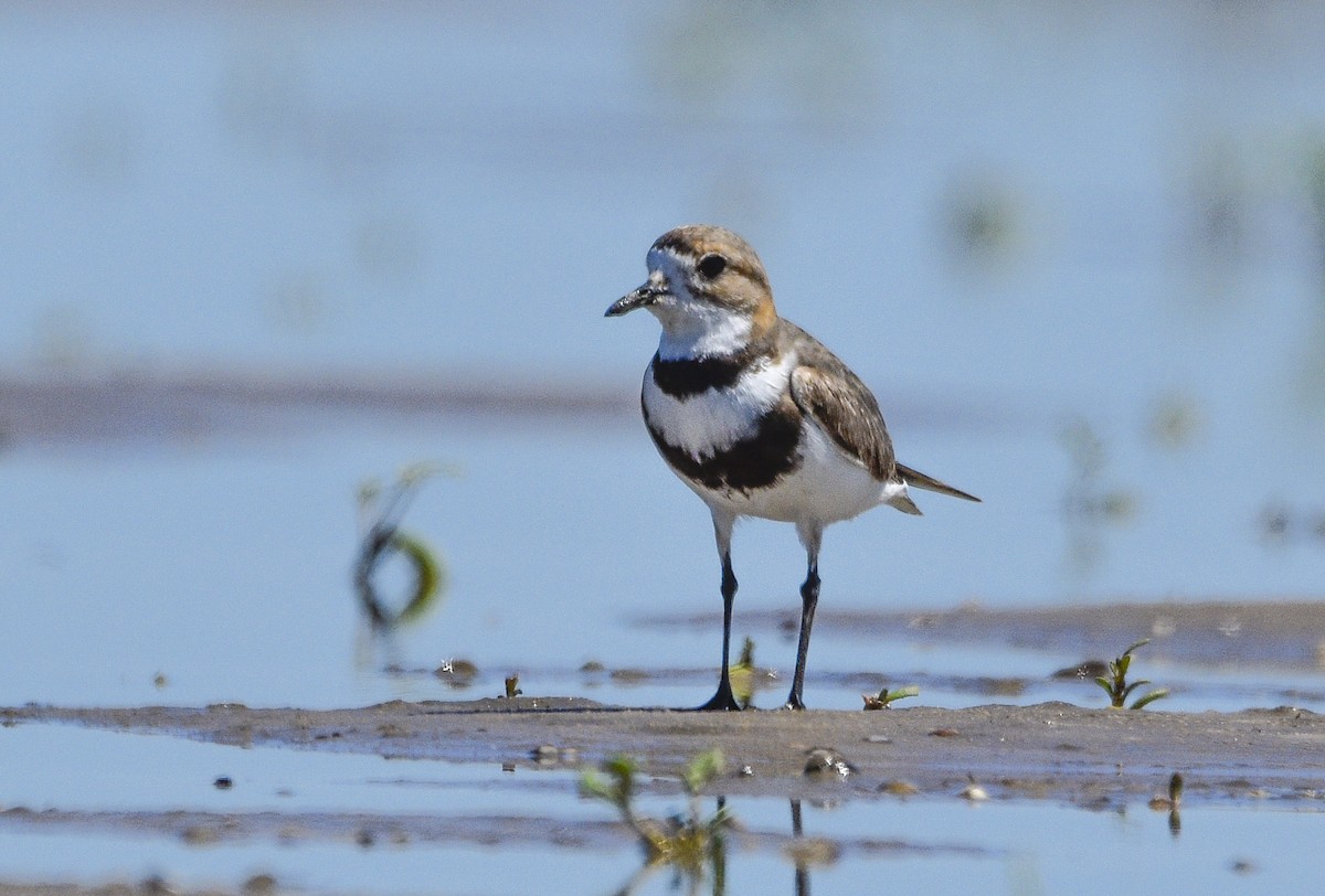 Two-banded Plover - ML610795964