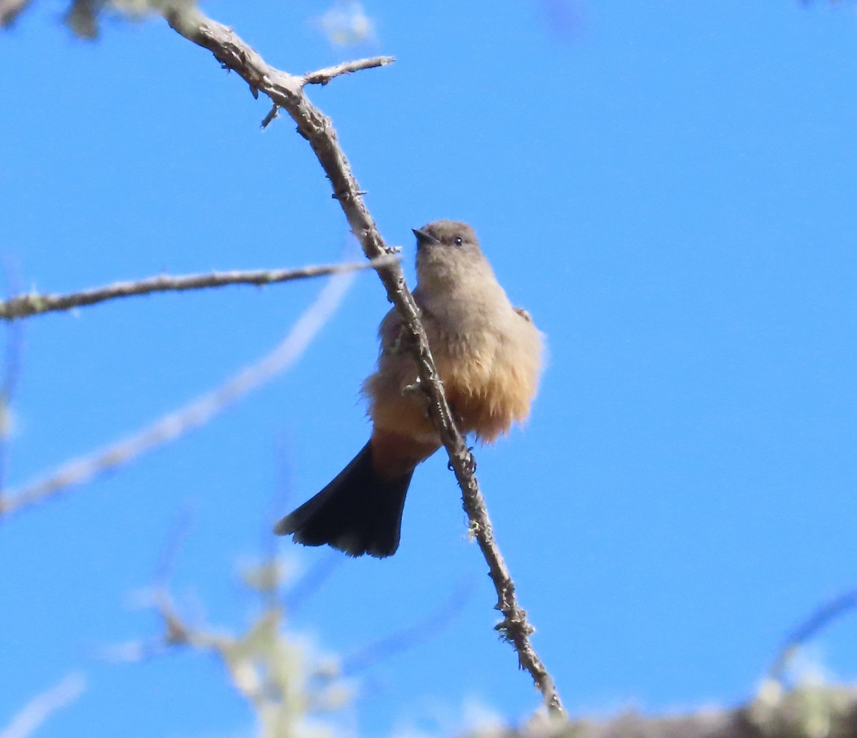 Say's Phoebe - ML610795975