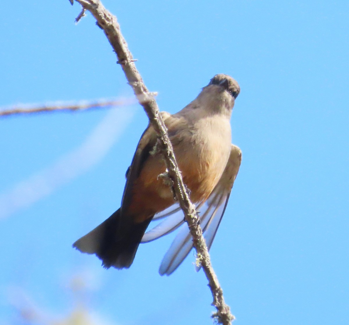 Say's Phoebe - ML610795976