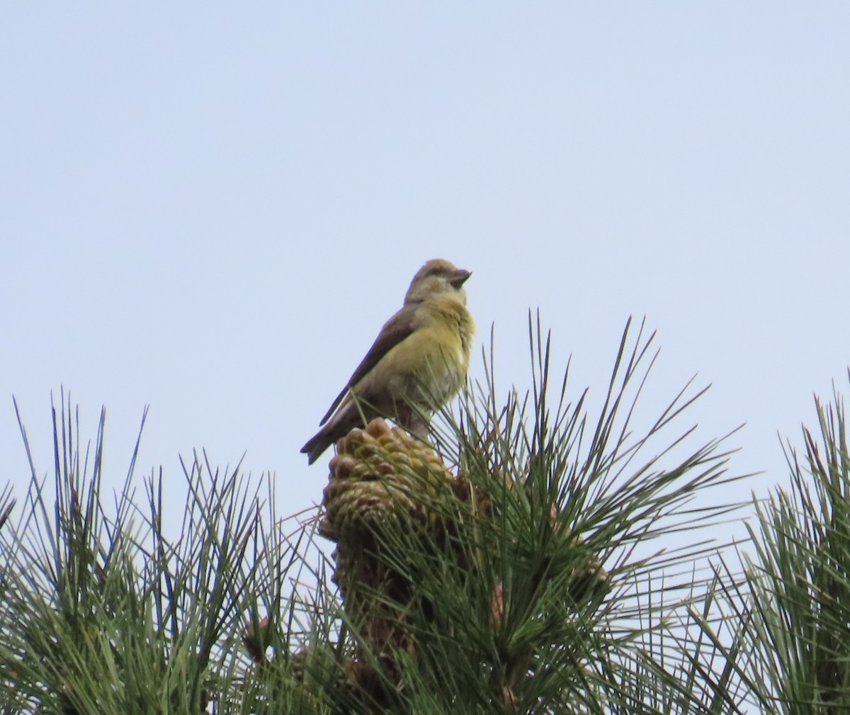 Bec-croisé des sapins - ML610796014