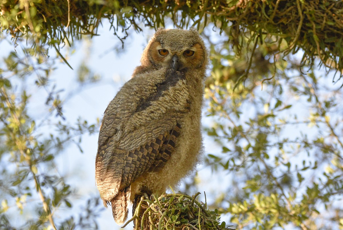 Great Horned Owl - ML610796056