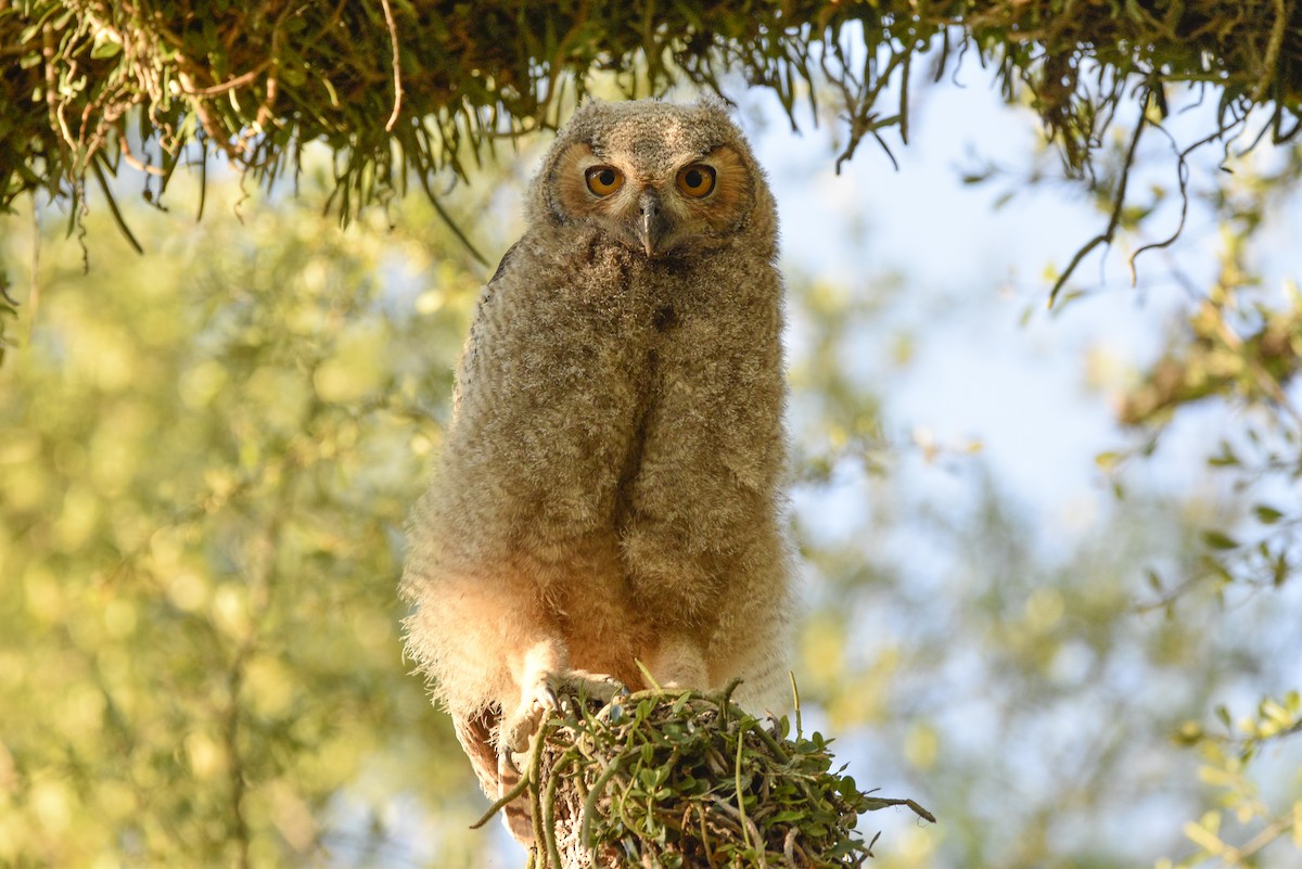 Great Horned Owl - ML610796059