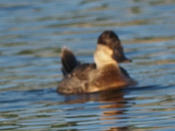 Ruddy Duck - ML610796067