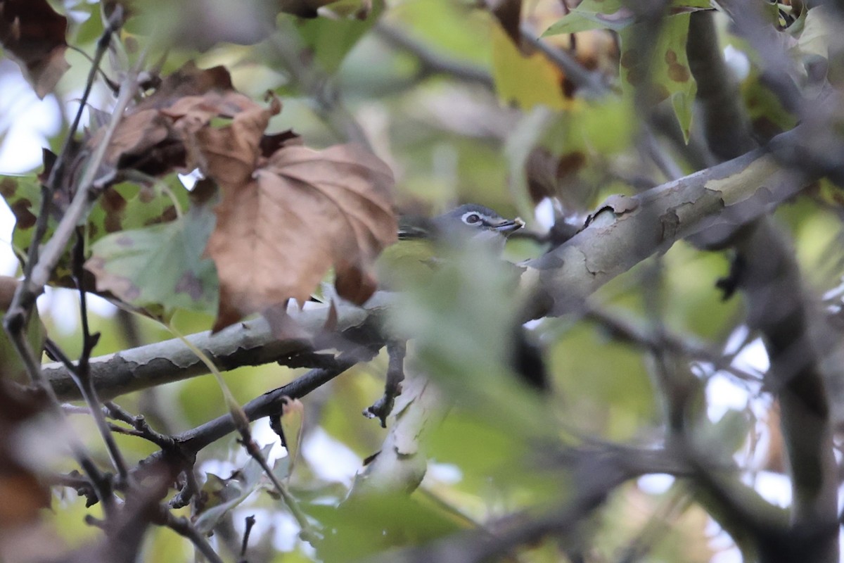 Blue-headed Vireo - ML610796120