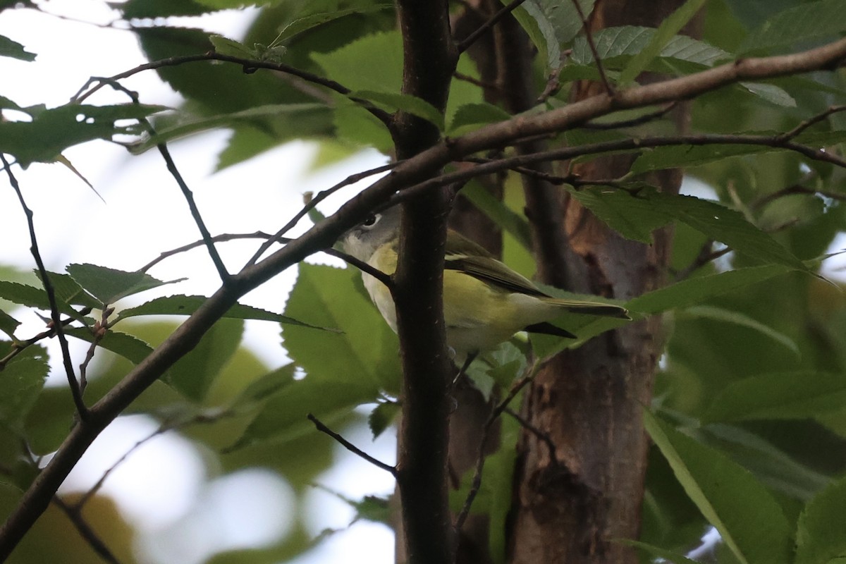 Blue-headed Vireo - ML610796121