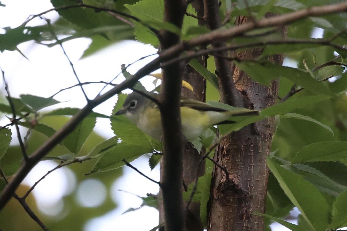 Blue-headed Vireo - ML610796122