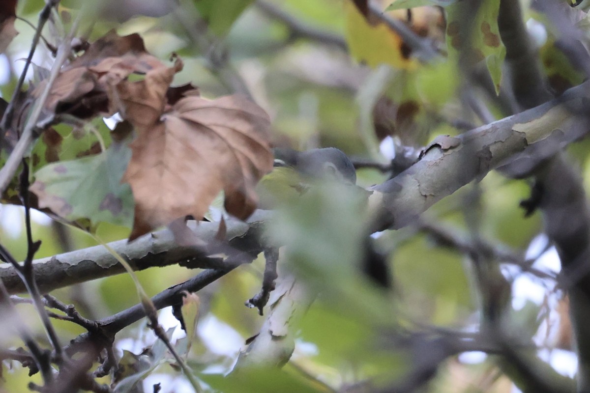 Mavi Başlı Vireo - ML610796123