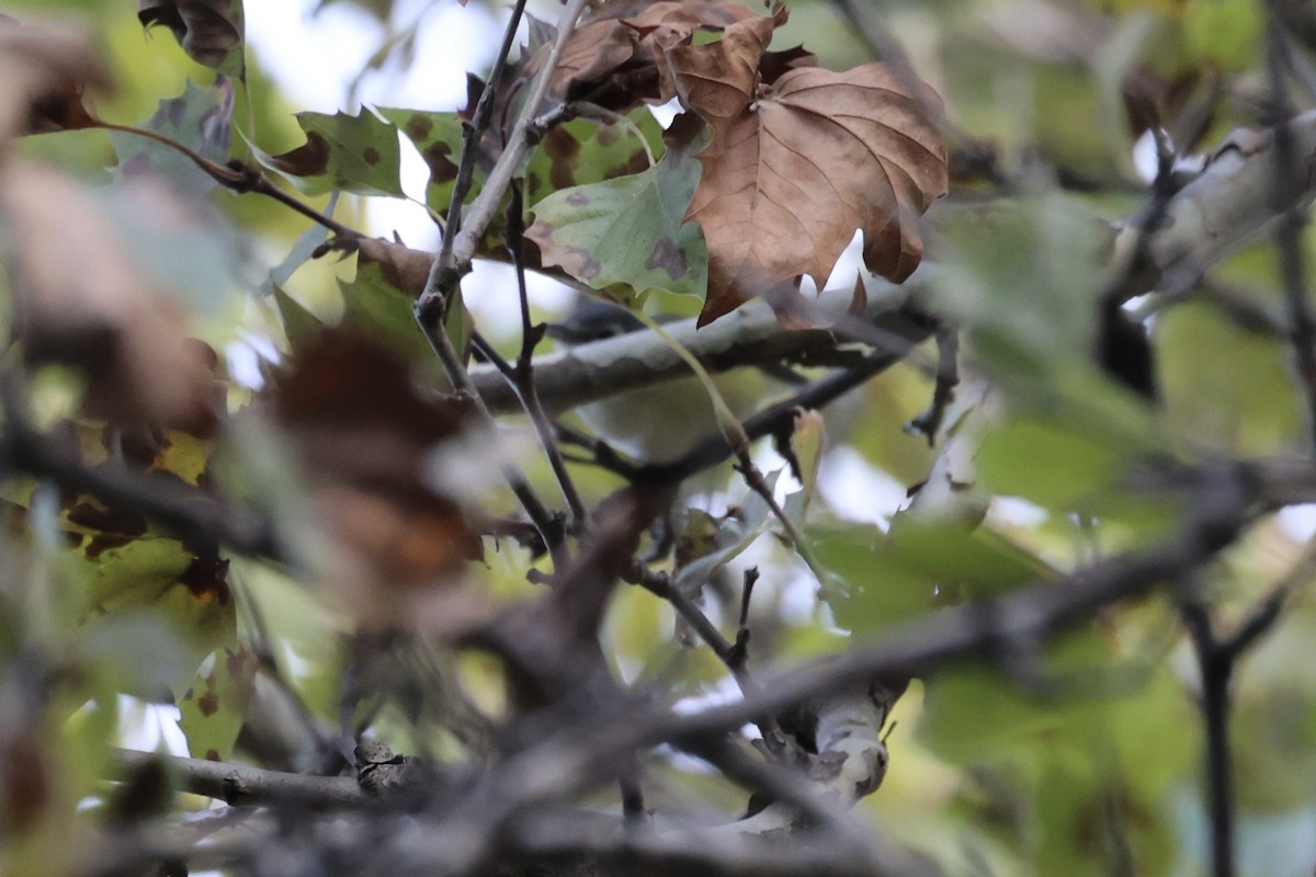 Blue-headed Vireo - ML610796125