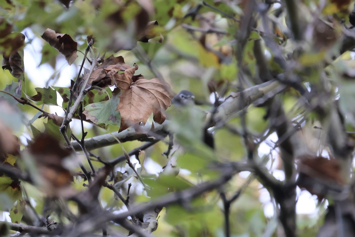 Blue-headed Vireo - ML610796126