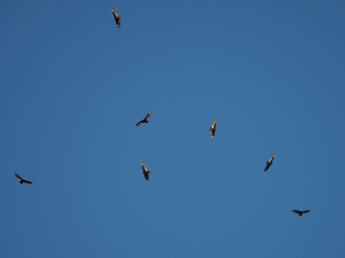 Turkey Vulture - ML610796155