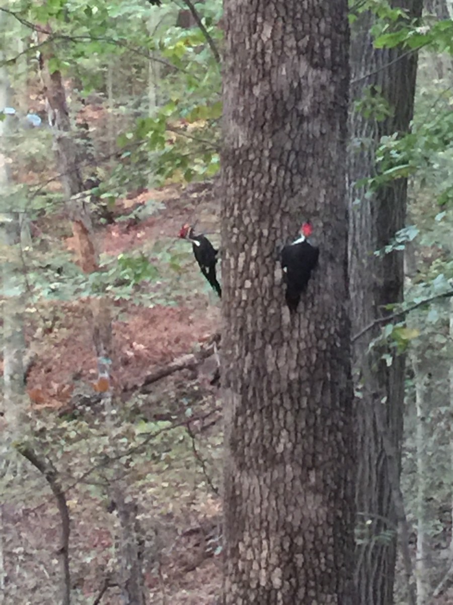 Pileated Woodpecker - Anonymous