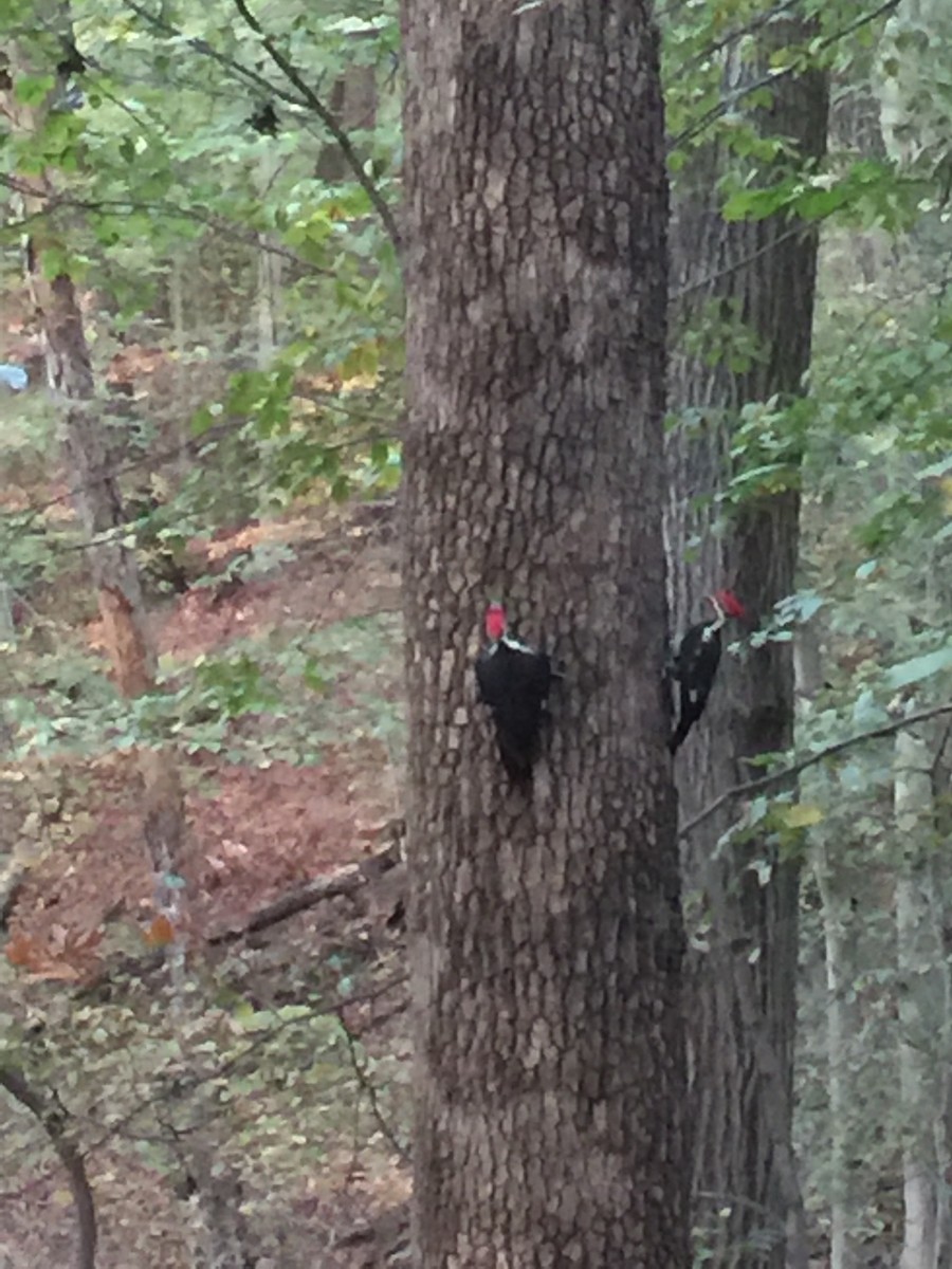 Pileated Woodpecker - Anonymous