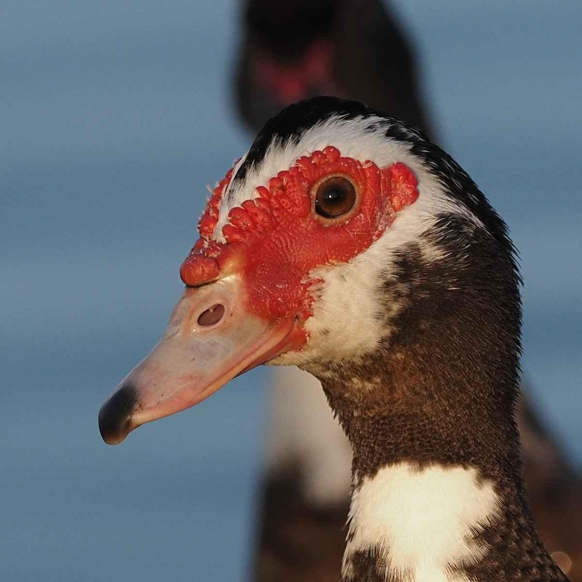 Muscovy Duck (Domestic type) - ML610796291