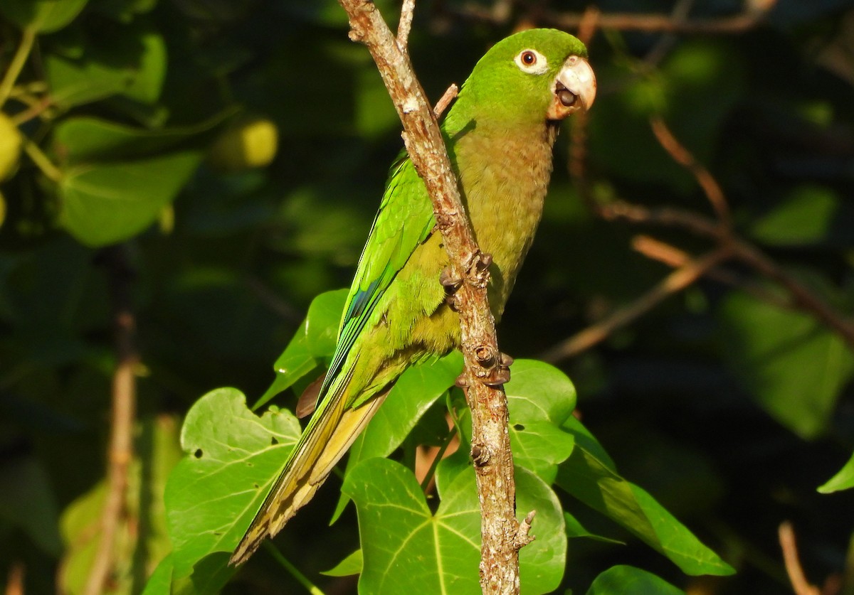Olive-throated Parakeet (Jamaican) - ML610796445
