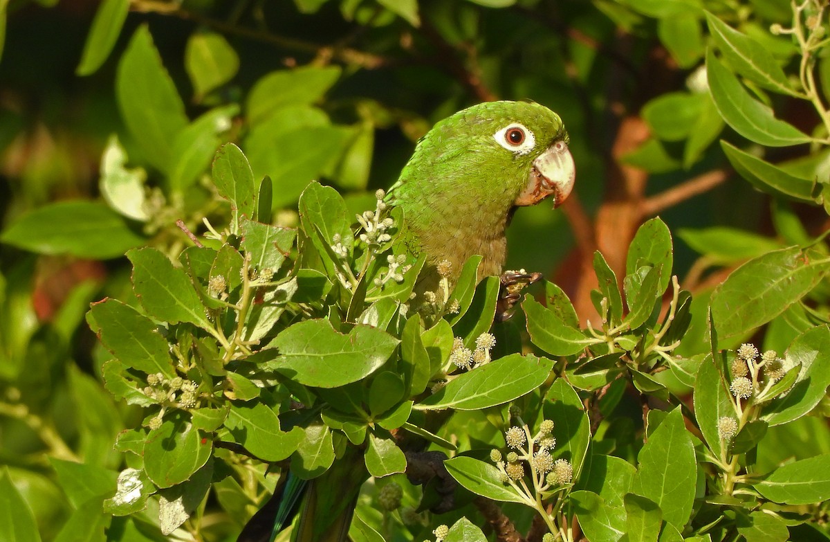 Olive-throated Parakeet (Jamaican) - ML610796446