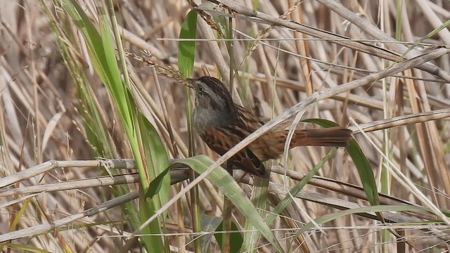 Swamp Sparrow - ML610796472