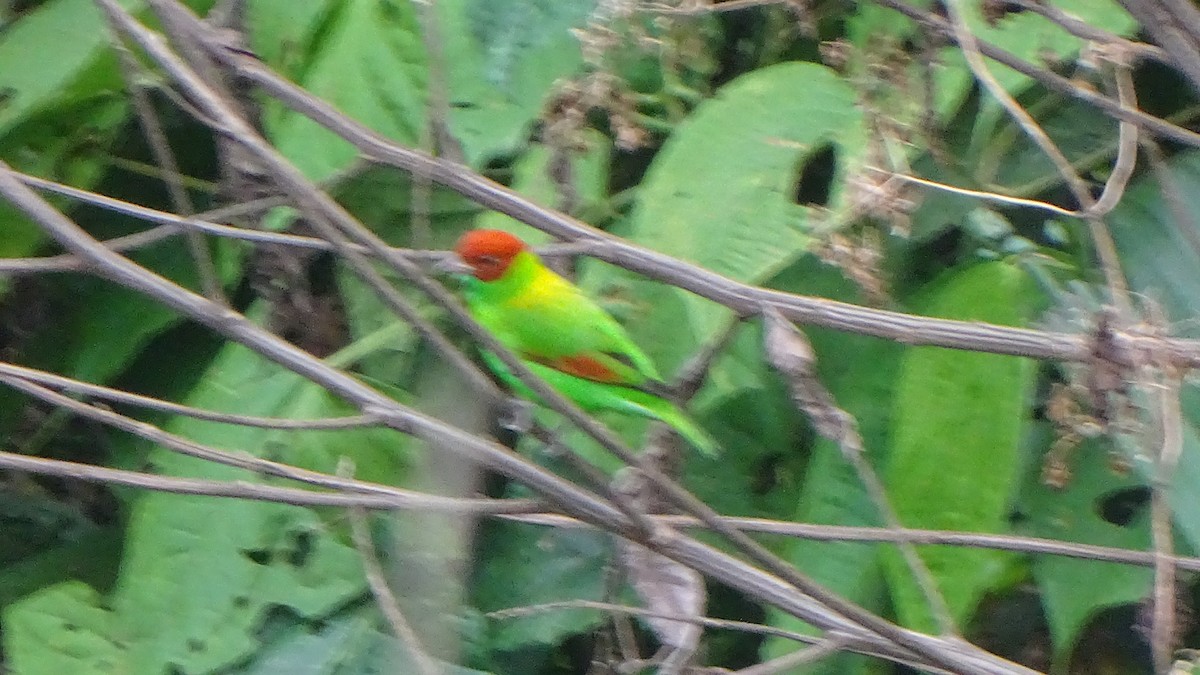 Rufous-winged Tanager - Paul Aguilar