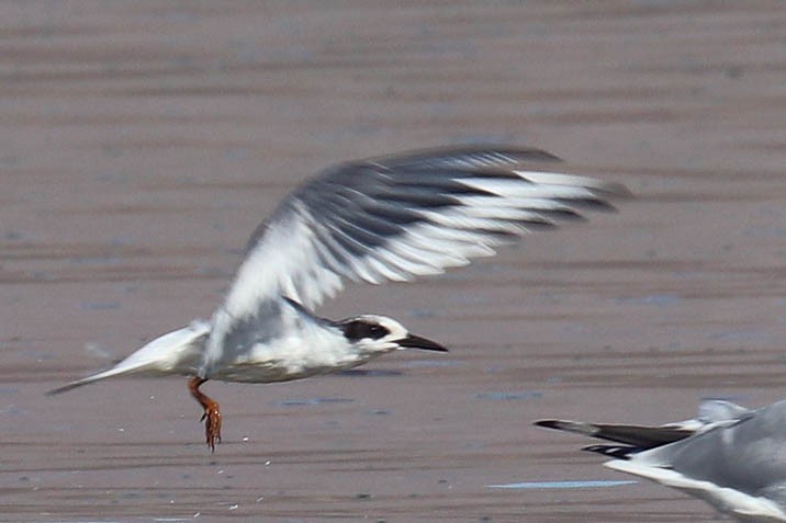 Forster's Tern - ML610796526