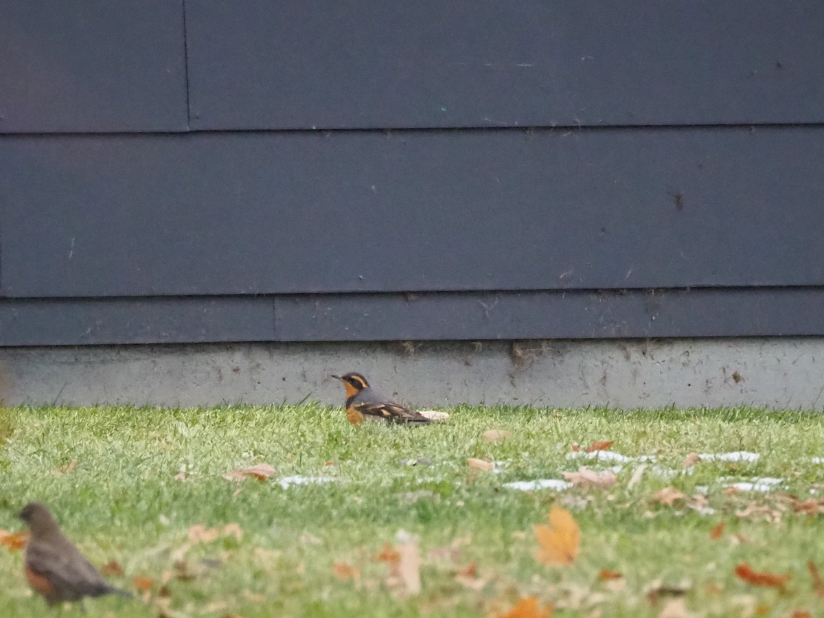 Varied Thrush - ML610796562