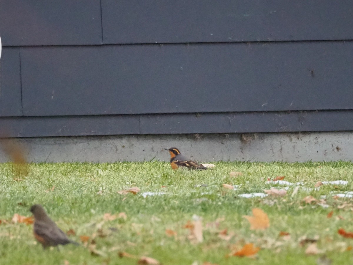 Varied Thrush - ML610796563