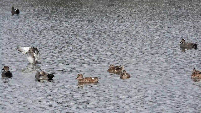 Gadwall - ML610796569