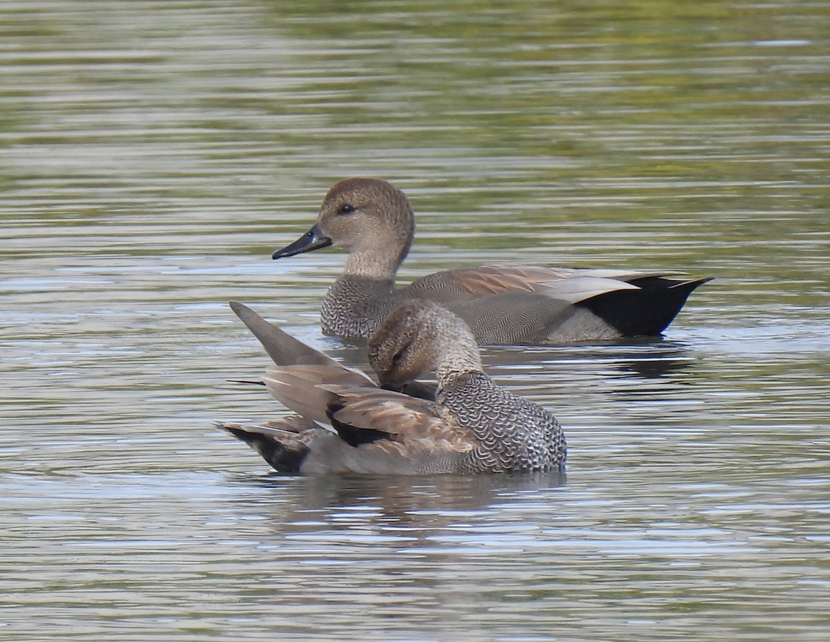 Gadwall - ML610796671