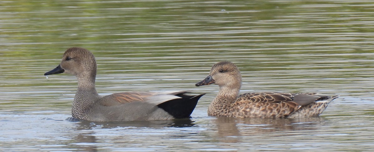 Gadwall - ML610796673