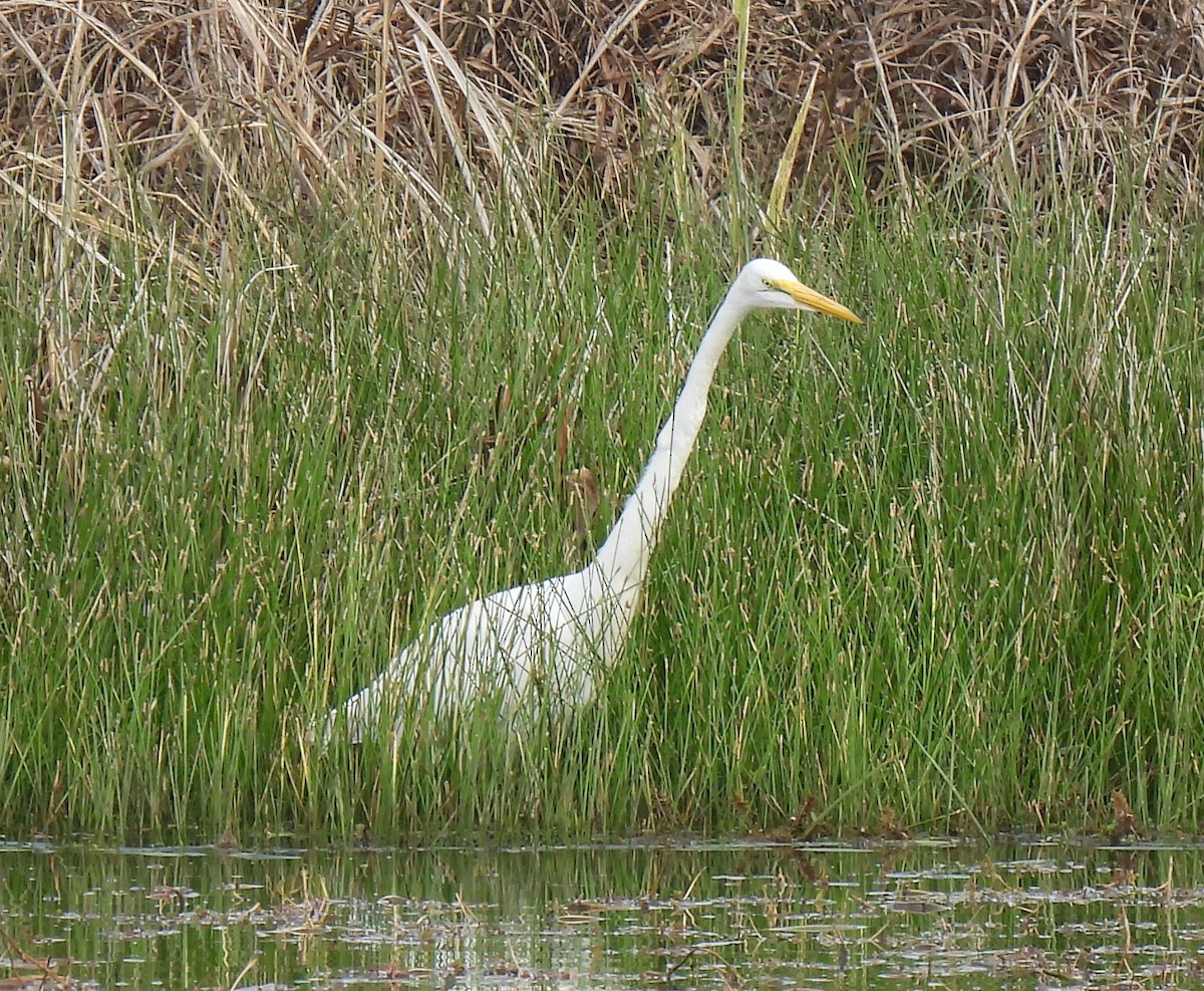 Great Egret (American) - ML610796717