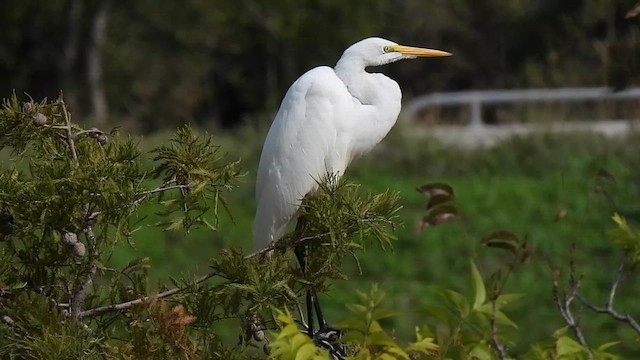 Большая белая цапля (egretta) - ML610796722