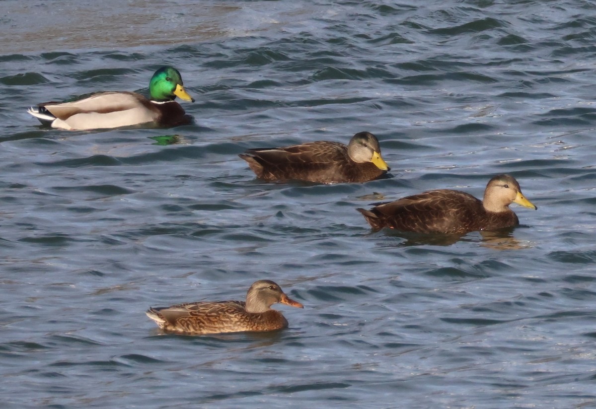 American Black Duck - ML610796769