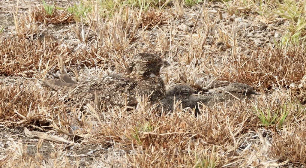 Savanna Nightjar (Sunda) - ML610796789