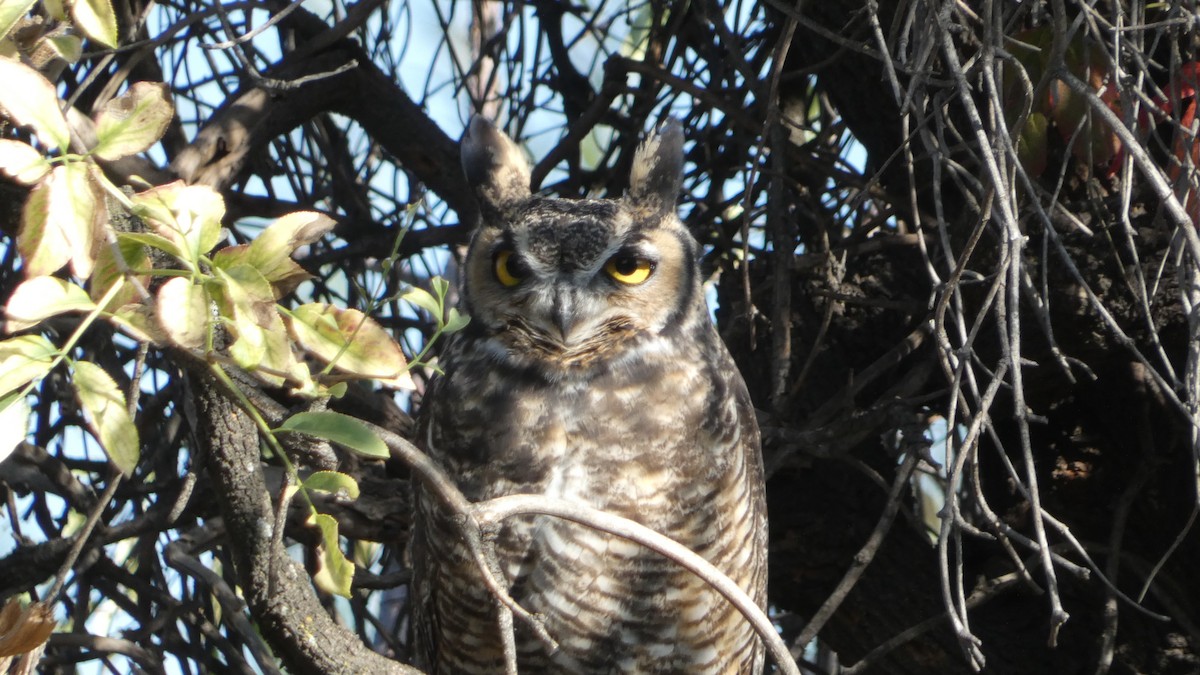 Great Horned Owl - Paul Clarke