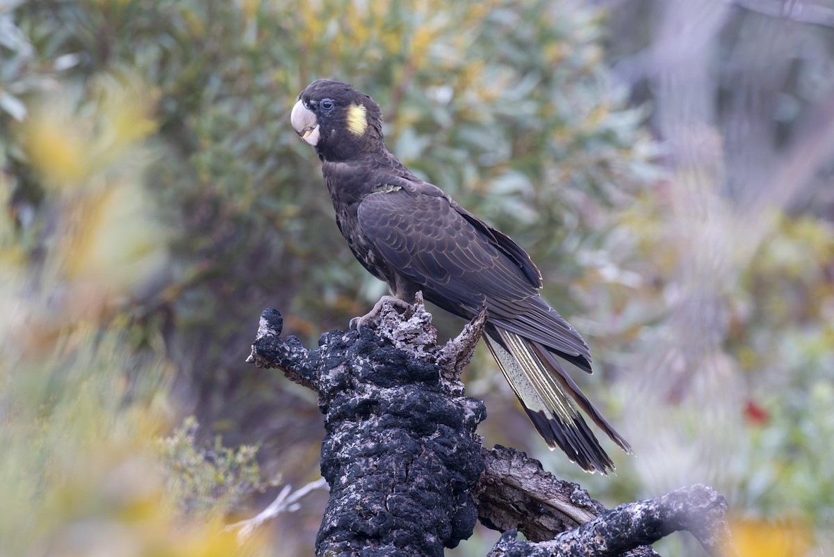 Yellow-tailed Black-Cockatoo - ML610796840