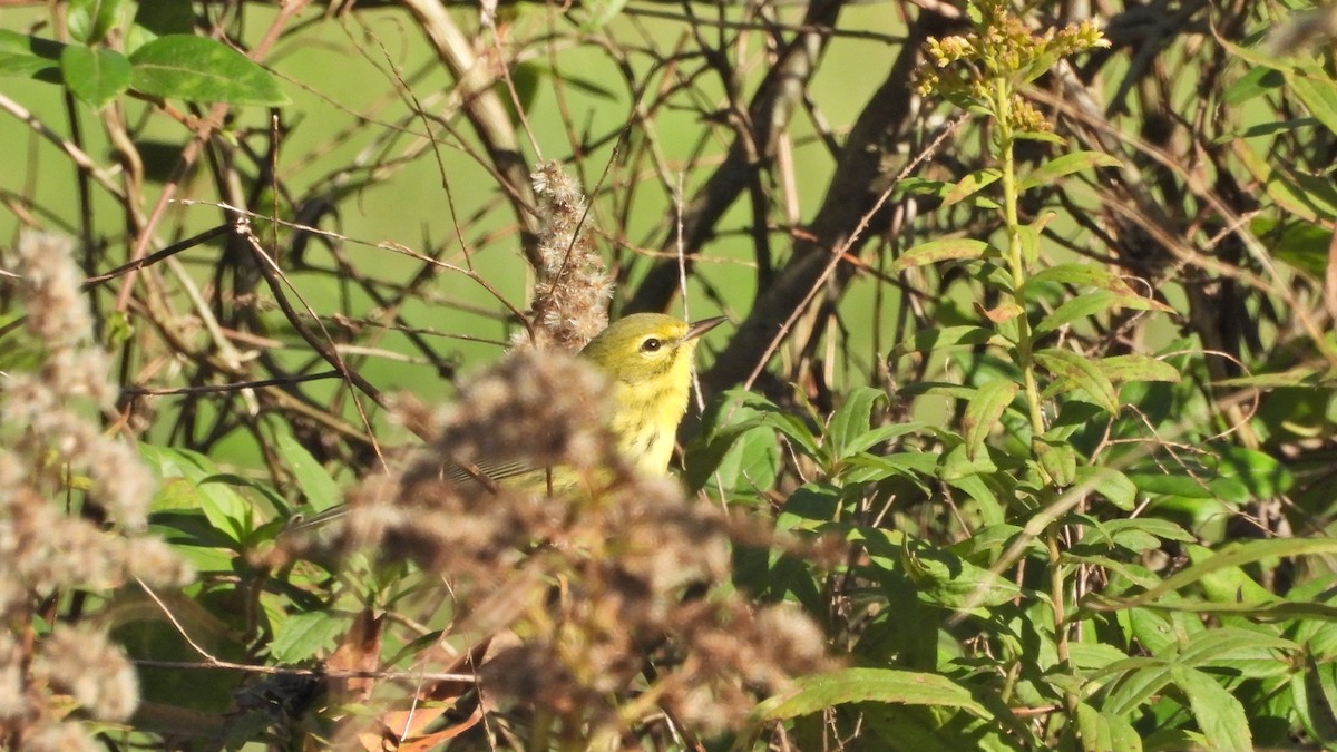 Prairie Warbler - Travis Young