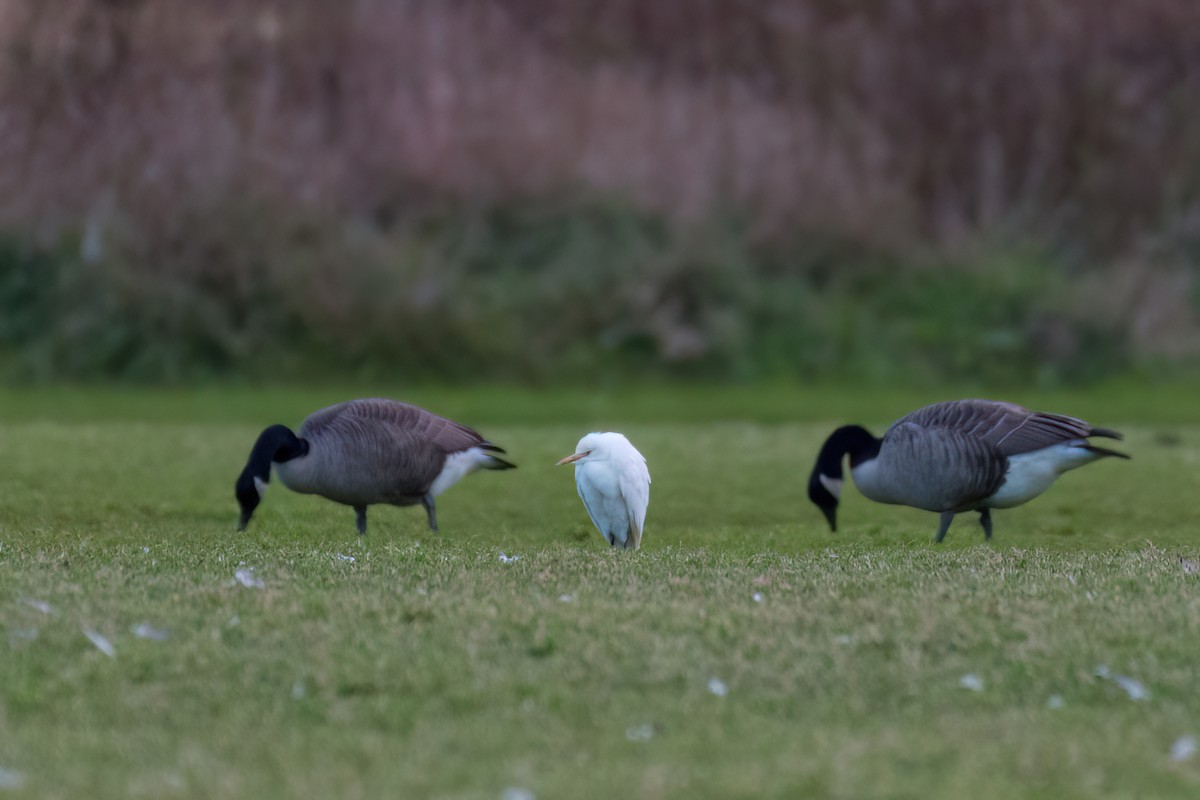 Western Cattle Egret - ML610796904