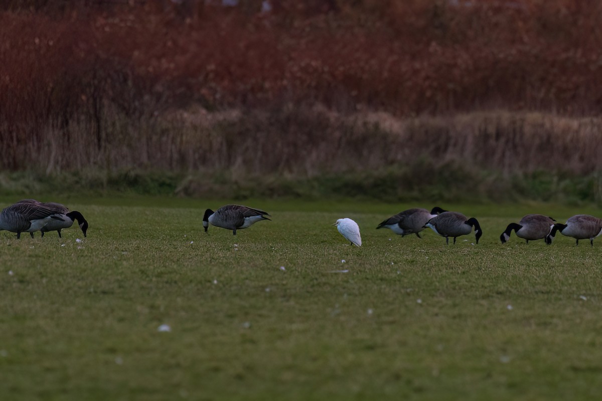 Western Cattle Egret - ML610796905