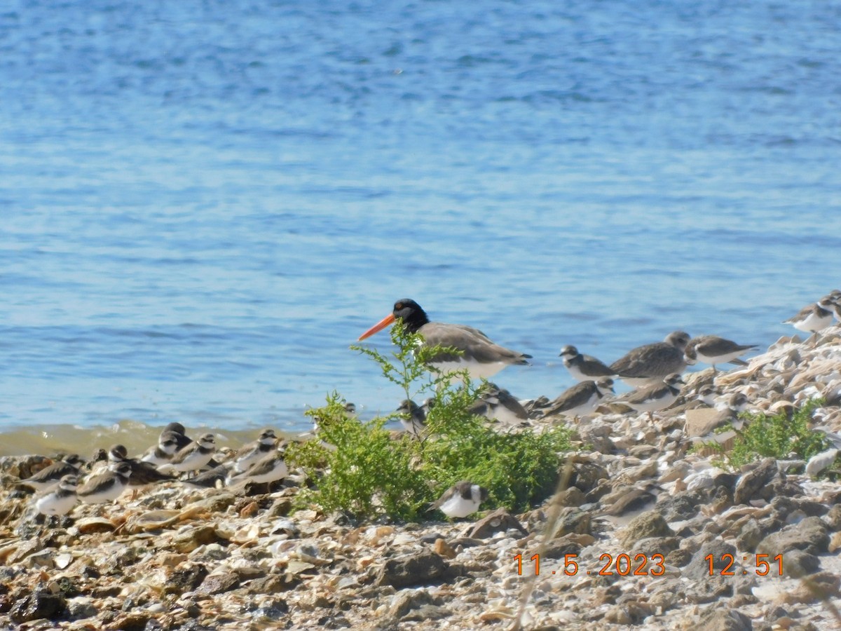 American Oystercatcher - ML610797100