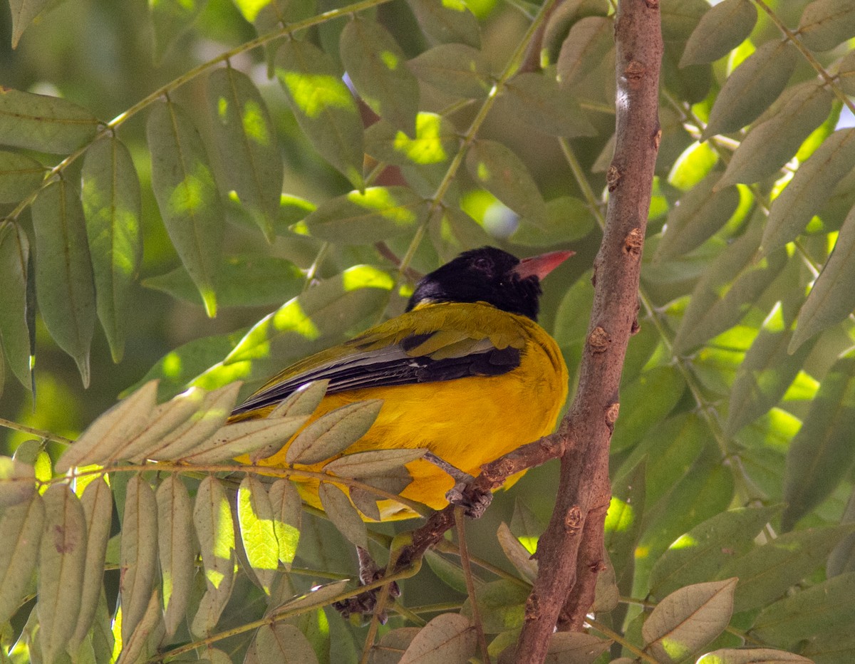 Ethiopian Black-headed Oriole - William Price