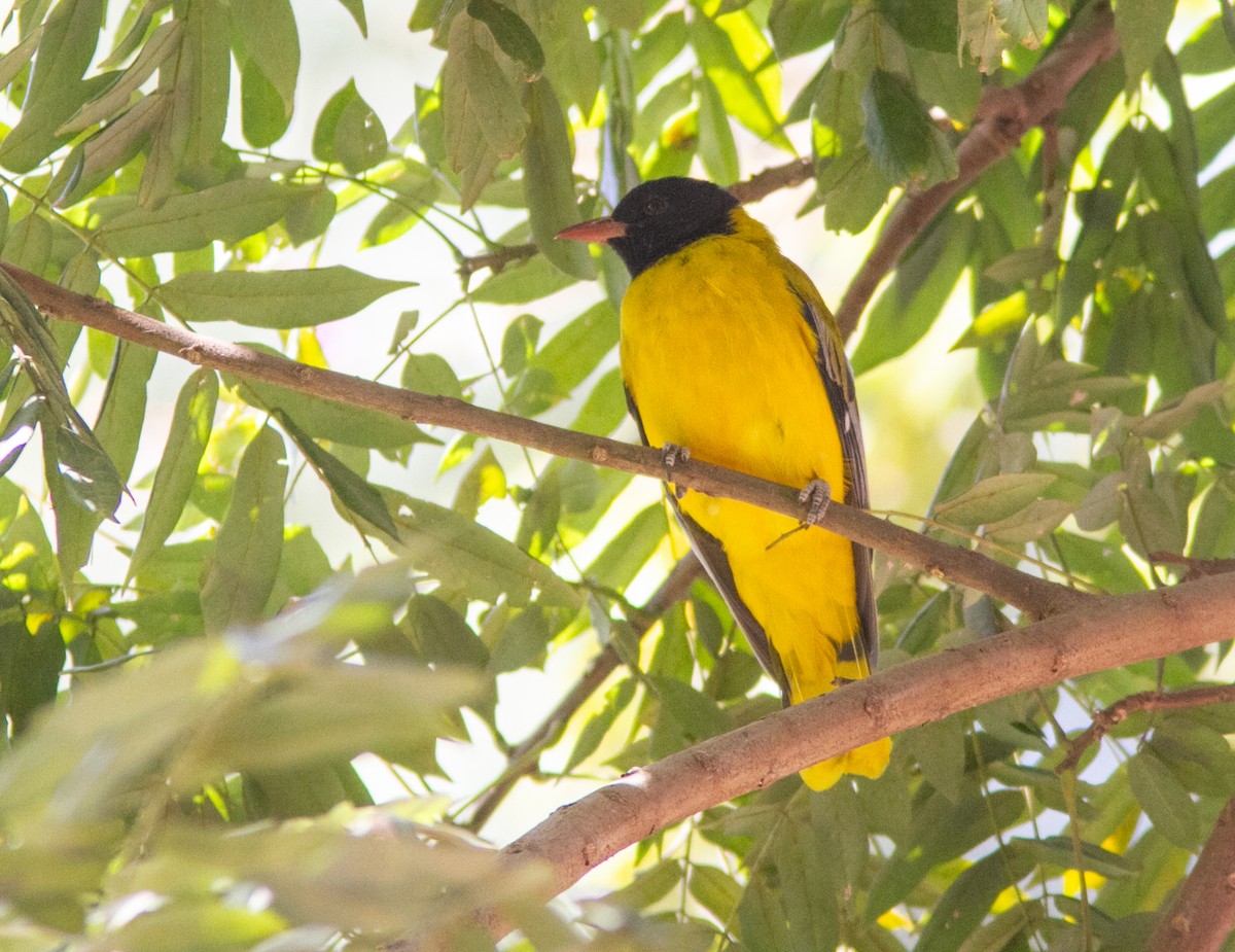 Ethiopian Black-headed Oriole - William Price