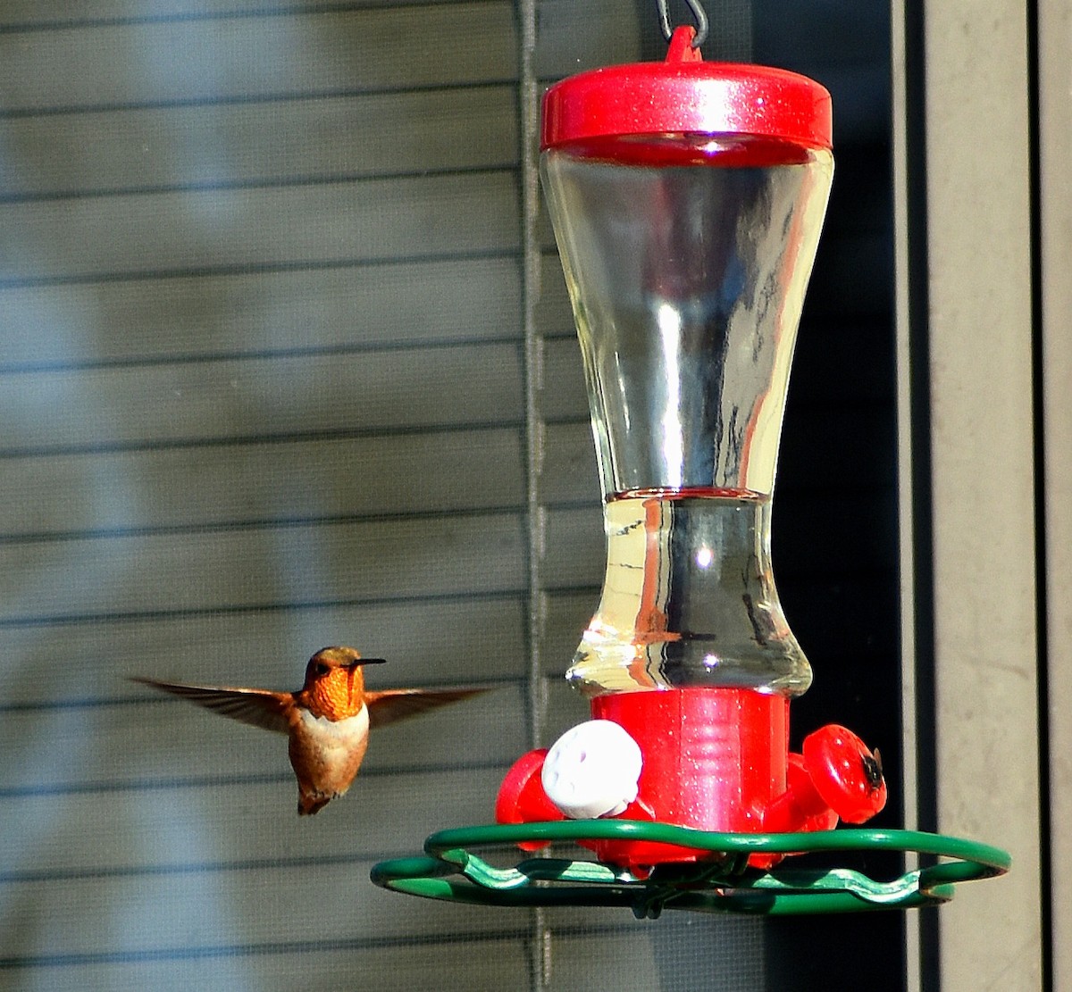 Rufous Hummingbird - ML610797156