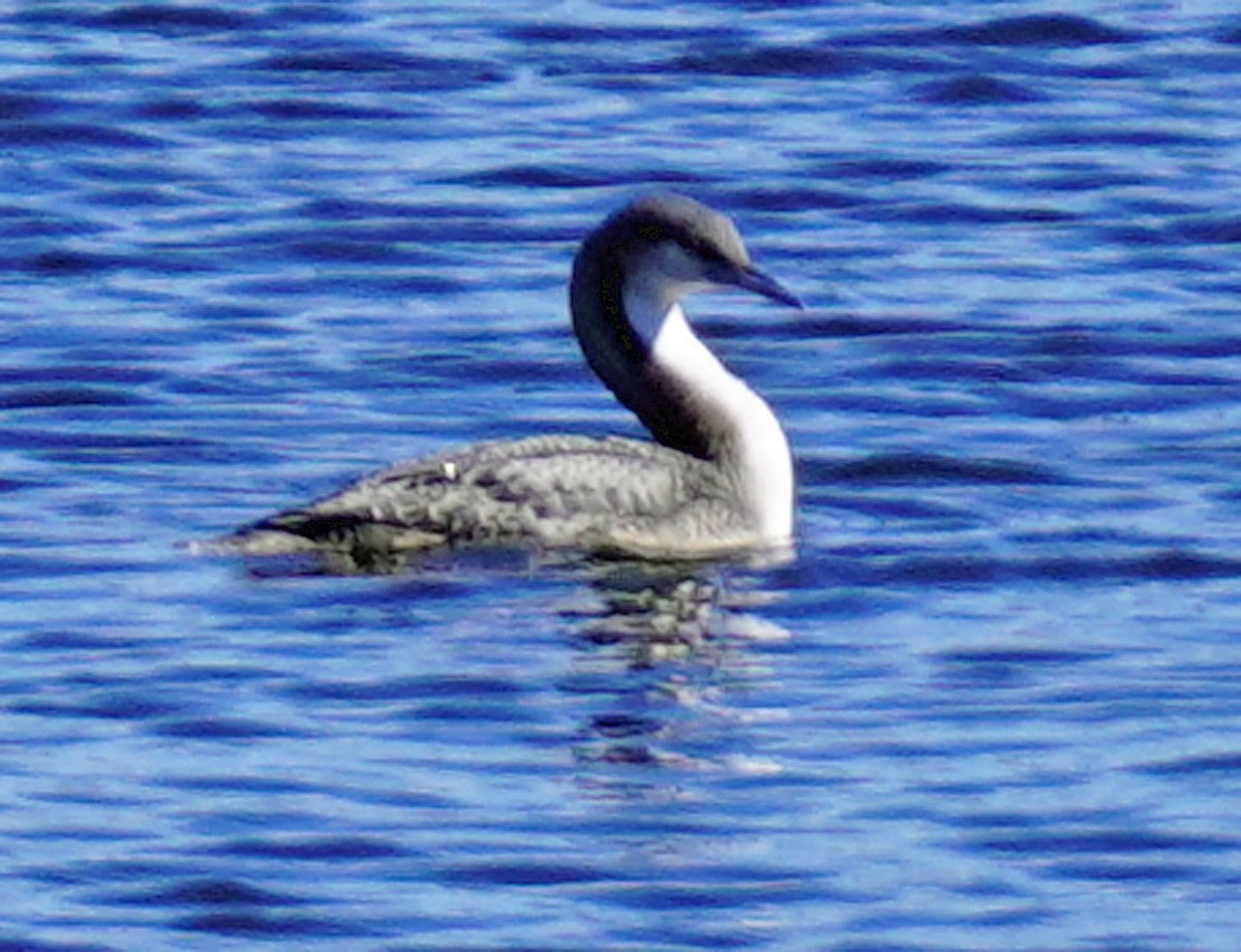 Pacific Loon - ML610797159