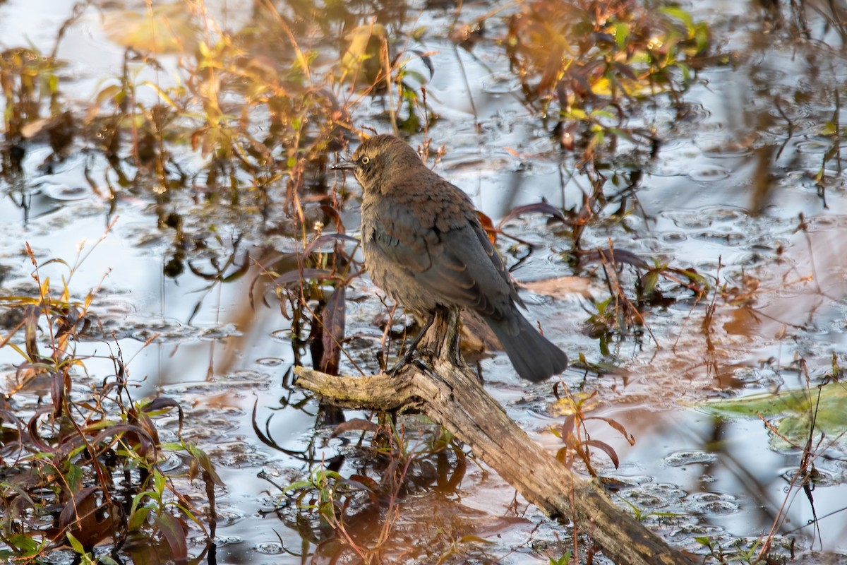 Rusty Blackbird - ML610797161