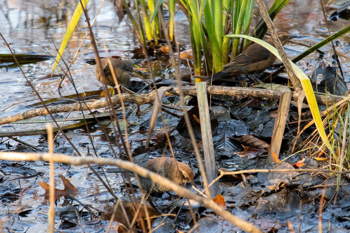 Rusty Blackbird - ML610797162